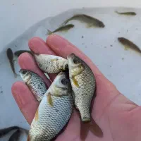 بچه ماهی کپور و آمور