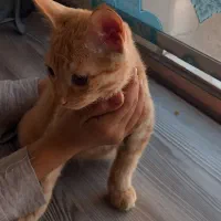 گربه ی رایگان