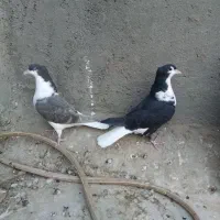 ساده کاکلی|پرنده|بردسکن, |دیوار