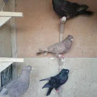 کفتر|پرنده|شیراز, شهرک آرین|دیوار