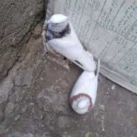 کبوتر طوقی|پرنده|شوش, |دیوار