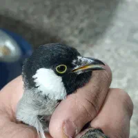 پرنده|پرنده|شیراز, طلاب|دیوار