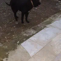 یک قلاده ژرمن بلک شولاین ۱ ساله نر کینگ سایز