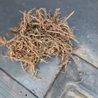 فروش خوشه سماق