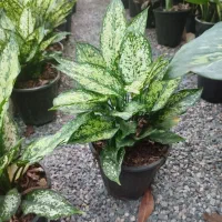 فروش ویژه کرواتی ابلق بصورت ریشه لخت وگلدانی