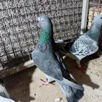 کبوتر مسافتی