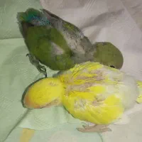 دو عدد جوجه برزیلی صورت قرمز نژاد دار حرف زن