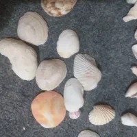 فسیل|کلکسیون اشیاء عتیقه|شیراز, میدان قائم|دیوار