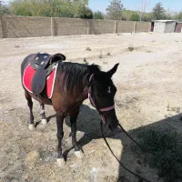 اسب نریان کرد خوش اخلاق