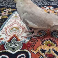 فروش عروس هلندی ۲ ماهه|پرنده|میانه, |دیوار