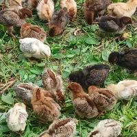 فروش جوجه گلپایگانی ۴روزه و۱۵روزه|حیوانات مزرعه|رشت, حومه رشت|دیوار