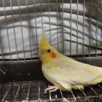 عروس هلندی