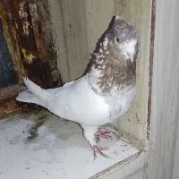 کبوتر نر کله سرخ قدیمی عطیقه بدون غلط پرشی