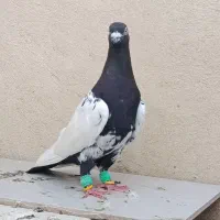 کله دم سیاه نر