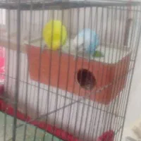 مرغ عشق|پرنده|مرودشت, مسجد رسول‎|دیوار