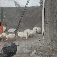 غاز  نر و ماده