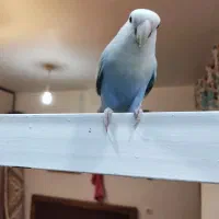 طوطی برزیلی گمشده محدوده احمد آباد لین 7 اصلی