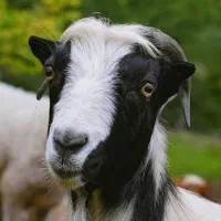 تعدادی گوسفند جوان