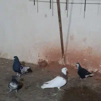 کفتر رنگه|پرنده|مشهد, طلاب|دیوار