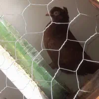 جوجه نر صرب