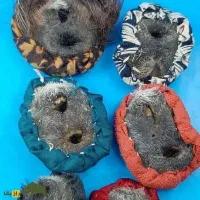 انواع م ه ره|بدلیجات|تربتحیدریه, باغ سلطانی|دیوار