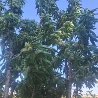 استخدام