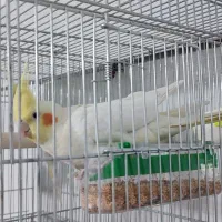 عروس هلندی لوتینو ماده آماده|پرنده|بروجن, |دیوار