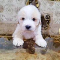 فروش سگ شیتزو تریر