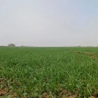 ۱۲ هکتار زمین یک تیکه براه گندم اجاره داده میشود|اجارهٔ دفتر صنعتی، کشاورزی، تجاری|شوشتر, |دیوار