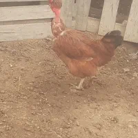 تخم مرغ محلی|حیوانات مزرعه|آق قلا, |دیوار