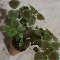 گل حسن یوسف|گل و گیاه طبیعی|اهواز, منبع اب|دیوار