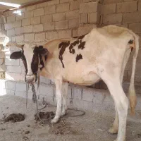 گاو و گوساله