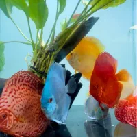 دیسکس|ماهی|تهران, سعادت‌آباد|دیوار