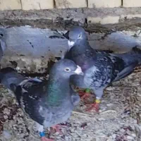 کفتر پلاکی