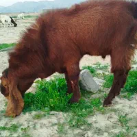 پازن (نرگله)