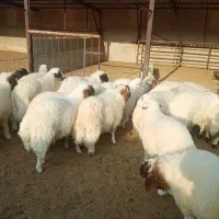 گوسفند پروار فروشی|حیوانات مزرعه|کارزان, |دیوار