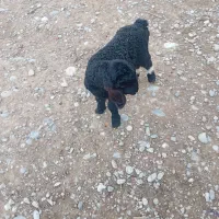 بر نر سالم سالم