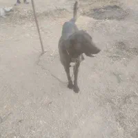 سگ نگهبان|سگ|رودهن, |دیوار