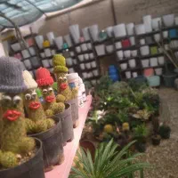 حراج واقعی گل و گلدان به مدت 3روز فیروزآباد