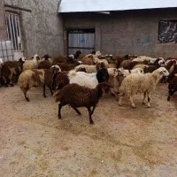 بره‌ نر|حیوانات مزرعه|بیرانوند, |دیوار