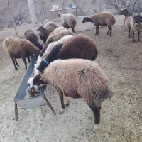 ۱۰ عدد میش بره مهربانی ۶ عدد شک ۴ عدد میش جوان|حیوانات مزرعه|کوهدشت, |دیوار