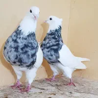 گمشده (به سرقت رفتن)