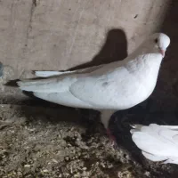 کفتر پرشی|پرنده|پاکدشت, پاکدشت (مامازند)|دیوار