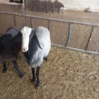 قوچ|حیوانات مزرعه|کهریزک, |دیوار