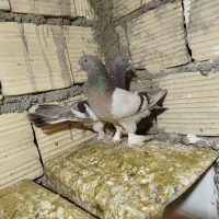 8تا کفتر سالم700|پرنده|شیراز, شهرک کوشکک|دیوار
