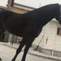 کره اسب دوسر خارجی.|اسب و تجهیزات اسب‌سواری|تهران, شهرک غزالی|دیوار