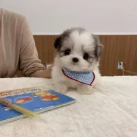 پامر ، شیتزو|سگ|رشت, سعدی (تختی)|دیوار