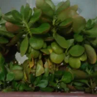 گل یشم|گل و گیاه طبیعی|خرمدره, |دیوار