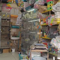 انواع دانه و پرنده و لوازم جانبی پرندگان|لوازم جانبی حیوانات|رشت, دیانتی|دیوار