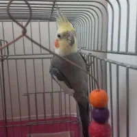 عروس هلندی|پرنده|کرج, برغان|دیوار